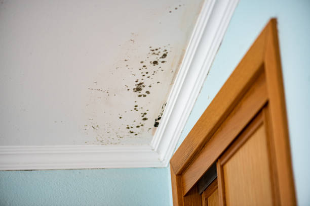 Best Attic Mold Remediation in Stanton, KY